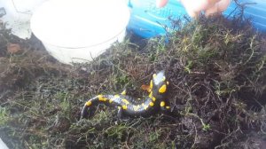 Содержание Огненной Саламандры