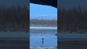 Весенняя охота в Якутии 2023 год пробуждение природы Якутии #охота в Якутии