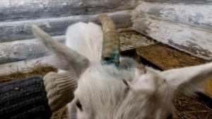 Нюансы обезроживания резинками