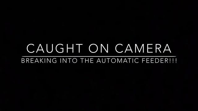 Devon Rex and Sometimes a Cat Burglar! смотреть онлайн