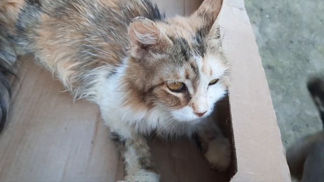 Старенькая Нюшенька живет только год с нами.Почему так мало..? смотреть онлайн