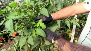 Томат в теплице. РоялПинк F1. Розовый томат для второго оборота. Формирование томатов в теплице