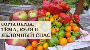 Перцы Тёма, Кузя и Яблочный спас / Огород в контейнерах / Ругаю фирму Поиск