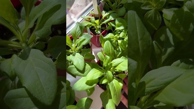 Черенкование петуний ?? #рассада #basil #базилик #дача #garden  #петуния #семенапартнер #tomato