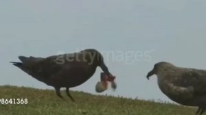 Птицы разрывают птенца ради своего выживания