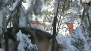 Виталий Аксенов -   Волчье солнце
