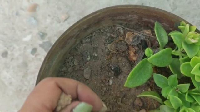 How to save baby sunrose plant in rainy season ||फटाफट करले बरसातों से पहले baby sunrose plant पे।