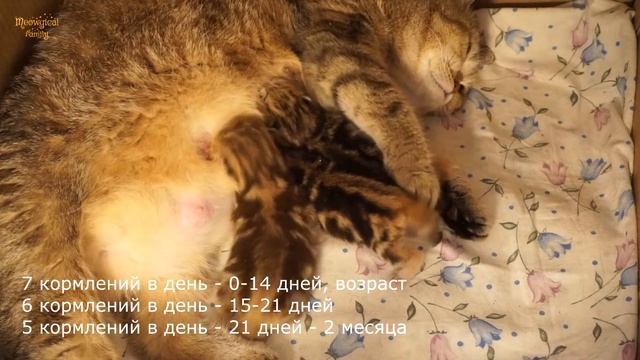 ✔️ Как часто и сколько нужно скармливать новорожденным котятам?