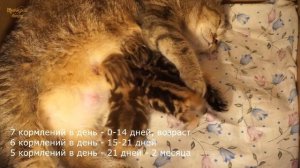 ✔️ Как часто и сколько нужно скармливать новорожденным котятам?