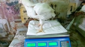 Мой бройлер отлично набирает вес??! Вес в 29 дней.