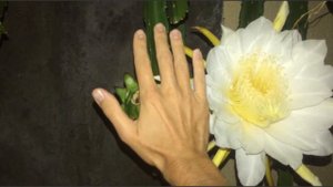 Как цветет Драгон фрут на Бали/How Dragon fruit blooms in Bali. О путешествиях и всего понемногу.