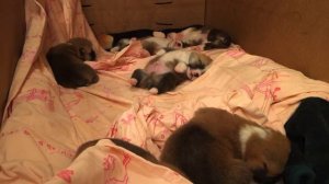 Вельш Корги Пемброк прямая трансляция / Welsh Corgi Pembroke Live Stream