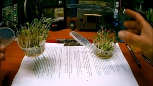 САМАЯ ДРЕВНЯЯ   Кабина Райха - 6