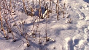 Как сохранить саженцы до весны? Зимовка саженцев в питомнике.