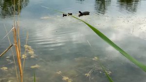 ЛЫСУХИ (черные утки видео)