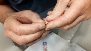 Русская певчая канарейка овсяночного напева.