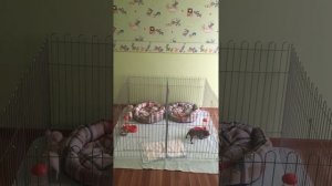 Вольер для щенков с разделением