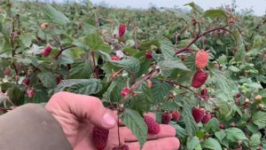 Малина в питомнике Школьный сад. 25 сентября 2019г