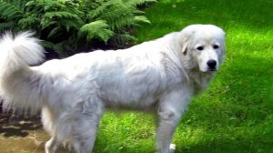 Порода собак. Венгерский кувас. Очень старинная порода собак