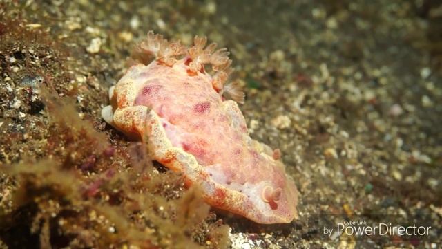 Дайвинг на Бали. смотреть онлайн