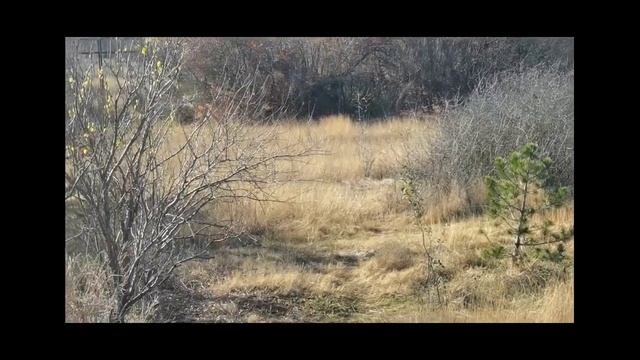 Тайган парк ноябрь 2022 смотреть онлайн