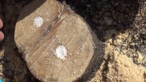 Как легко и без усилий избавиться от ненужного пня. Всего за 2 минуты