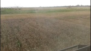 МОЛОТИМ пшеницу с зелёнкой