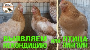 Как выявить больную курицу.