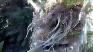 Трахикарпус Форчуна начал цвести...