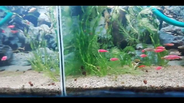 листья дуба в аквариуме,о борьбе с водорослями и по рыбке смотреть онлайн