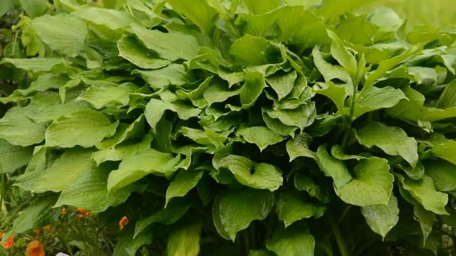 Никон D5200 и Юпитер 11 смотреть онлайн