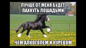 Веселые картинки. Смешные приколы про коней.