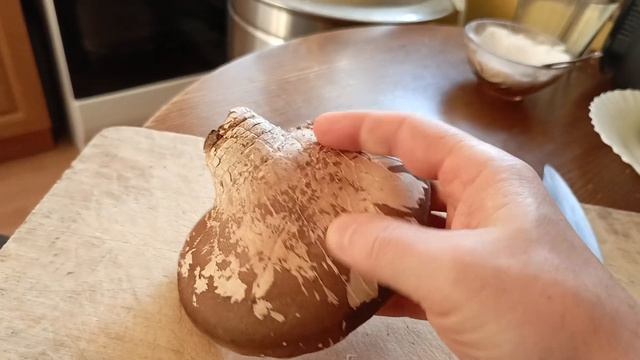 Берёзовая губка.(Трутовик берёзовый). лечебный гриб.