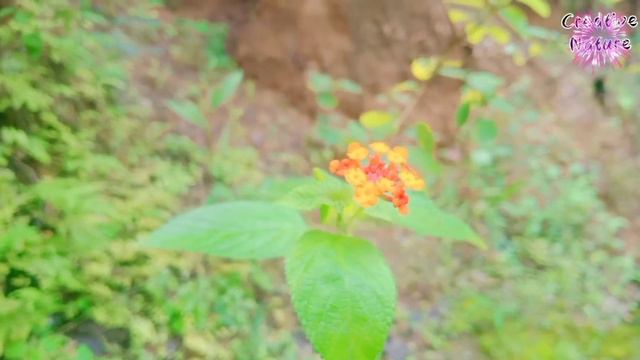 Beautiful Nature cinematic place travel ||Lantana camara plants on Relaxing music. смотреть онлайн