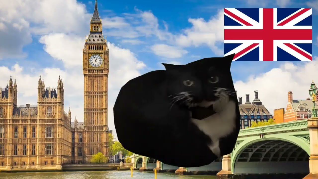 Maxwell cat dance in different places смотреть онлайн