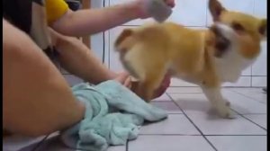 Собака рычит на хозяина - это забавно