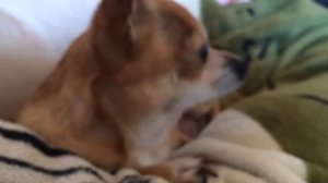 Чихуа смешно икает))))