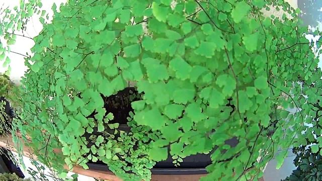 венерин волос - Папоротниковидные смотреть онлайн