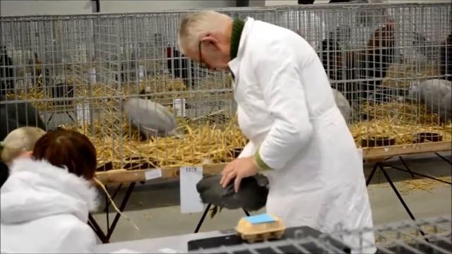 Чехия. Выставка.Оценка цесарок. смотреть онлайн