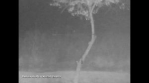 Охота на шакала на приваде. Часть 4.