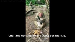 Обезьяны в своем репертуаре.