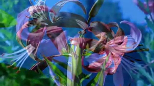 lilii1 смотреть онлайн