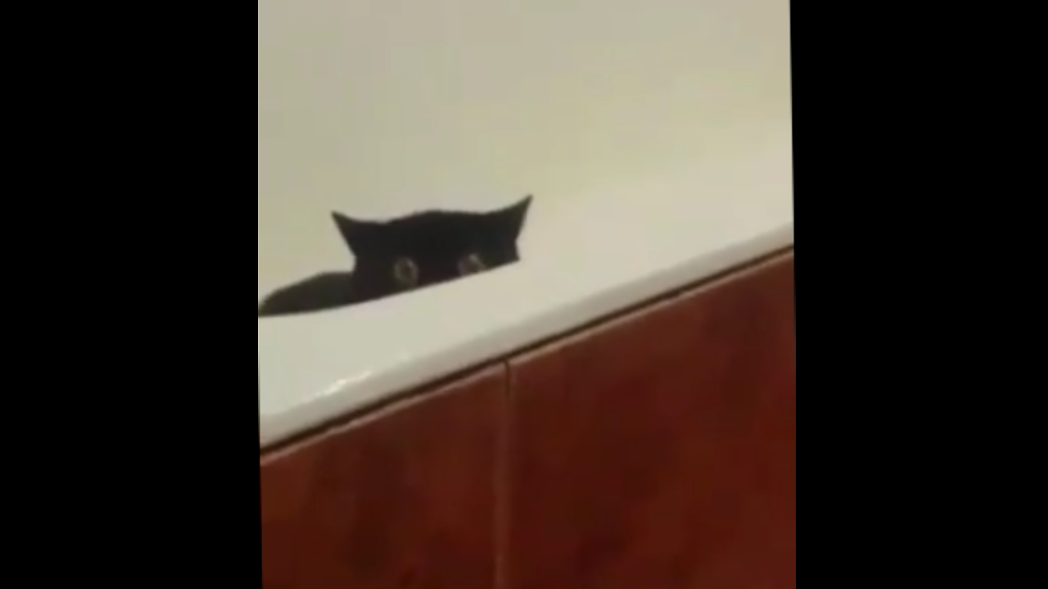 Видео кота в ванной. Кошка спряталась в ванной. Кот прячется под ванной. Спрятался в ванной с котом. Кошки крадущие рыбу.