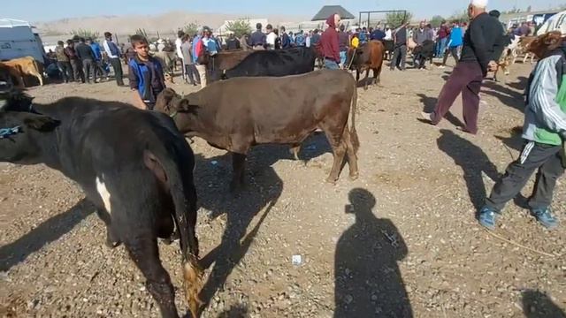 Молбозори Восеь, ш, Кулоб, Рахмон берди, нархи Букача, 3 октября 2023 г. смотреть онлайн