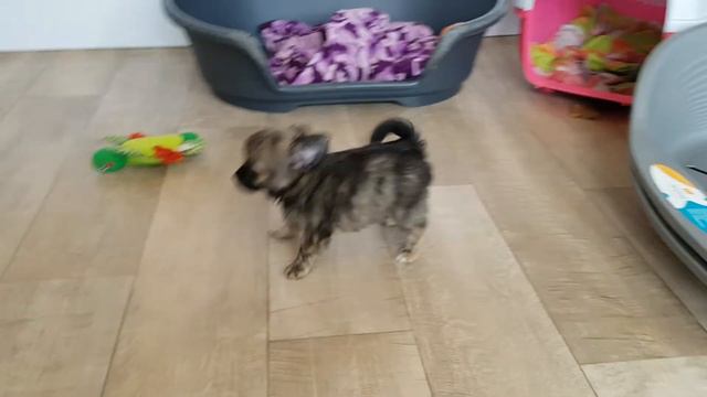 М.С.Фаир Фортуне УЛЬРИК (8 недель) смотреть онлайн