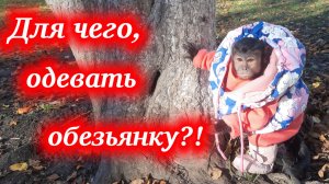 Для чего нужно одевать домашних обезьян?! Алекса капуцин на прогулке.