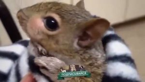 Жывотные которых нельзя держать дома