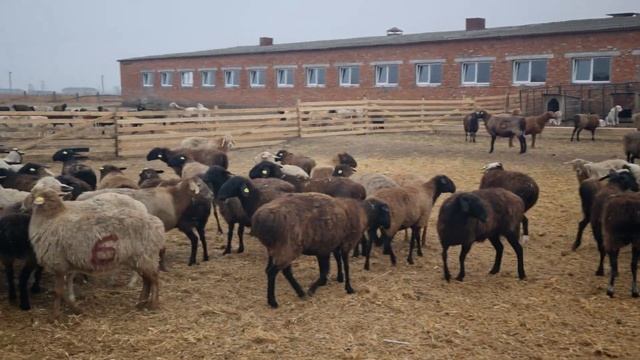 Подготовка к самому большому Эмбриотранферу в Странах СНГ. #георгиевскийдорпер #Эмбриотранфер смотреть онлайн