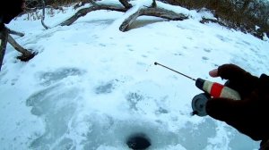 Как поймать много плотвы  зимой ? Секреты ловли.