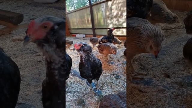 Араукана (Araucana)